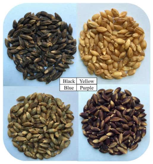 PDF) The effect of treatment of barley grain and malt with low