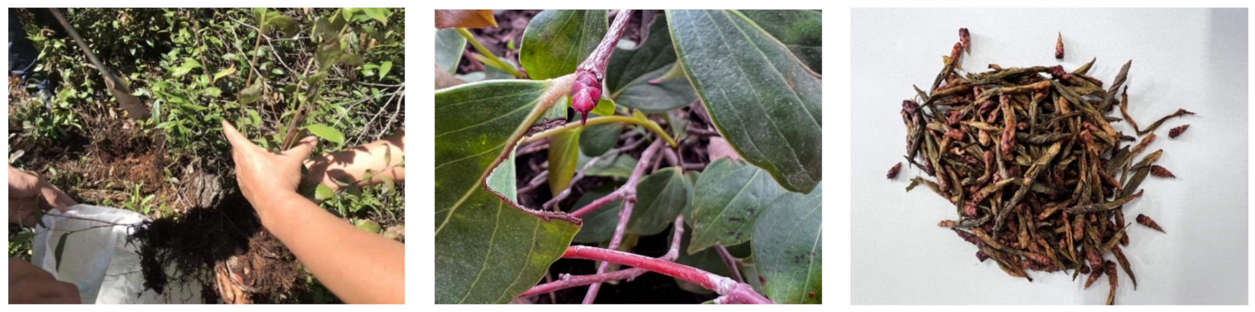 Molecules 27 03432 g001