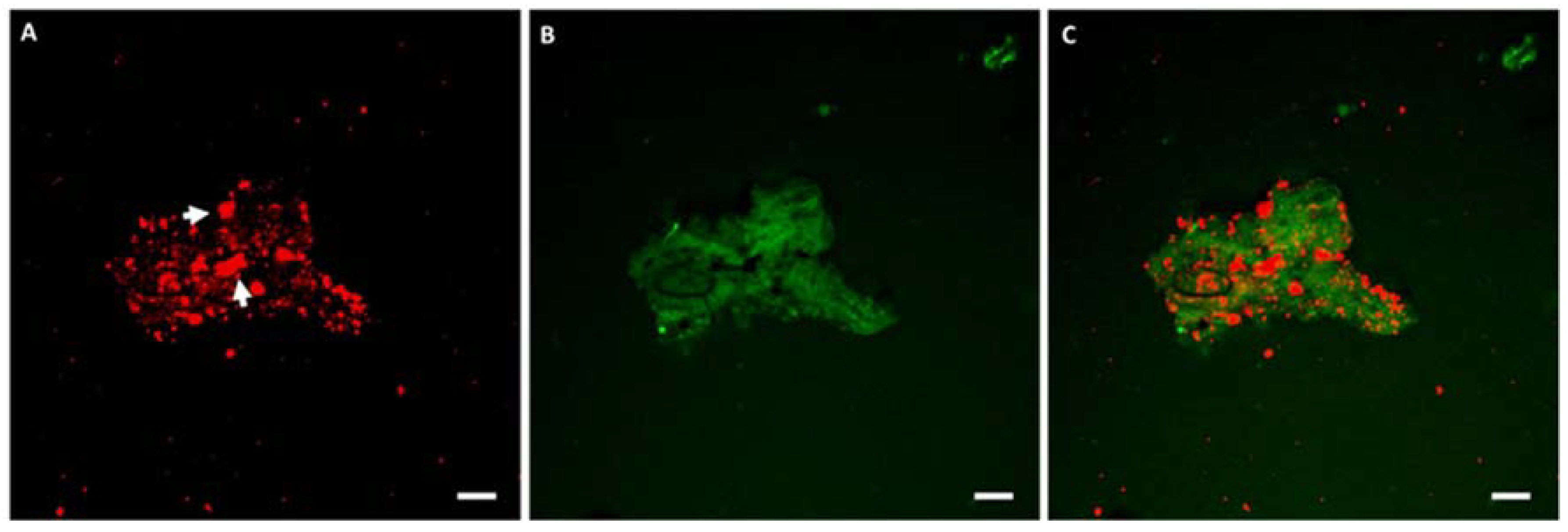 Molecules 27 03487 g003