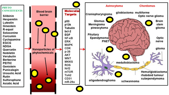 Sadaf Kanwal Sex Hd - Molecules | Free Full-Text | Involvement of Phytochemical-Encapsulated  Nanoparticles’ Interaction with Cellular Signalling in the  Amelioration of Benign and Malignant Brain Tumours