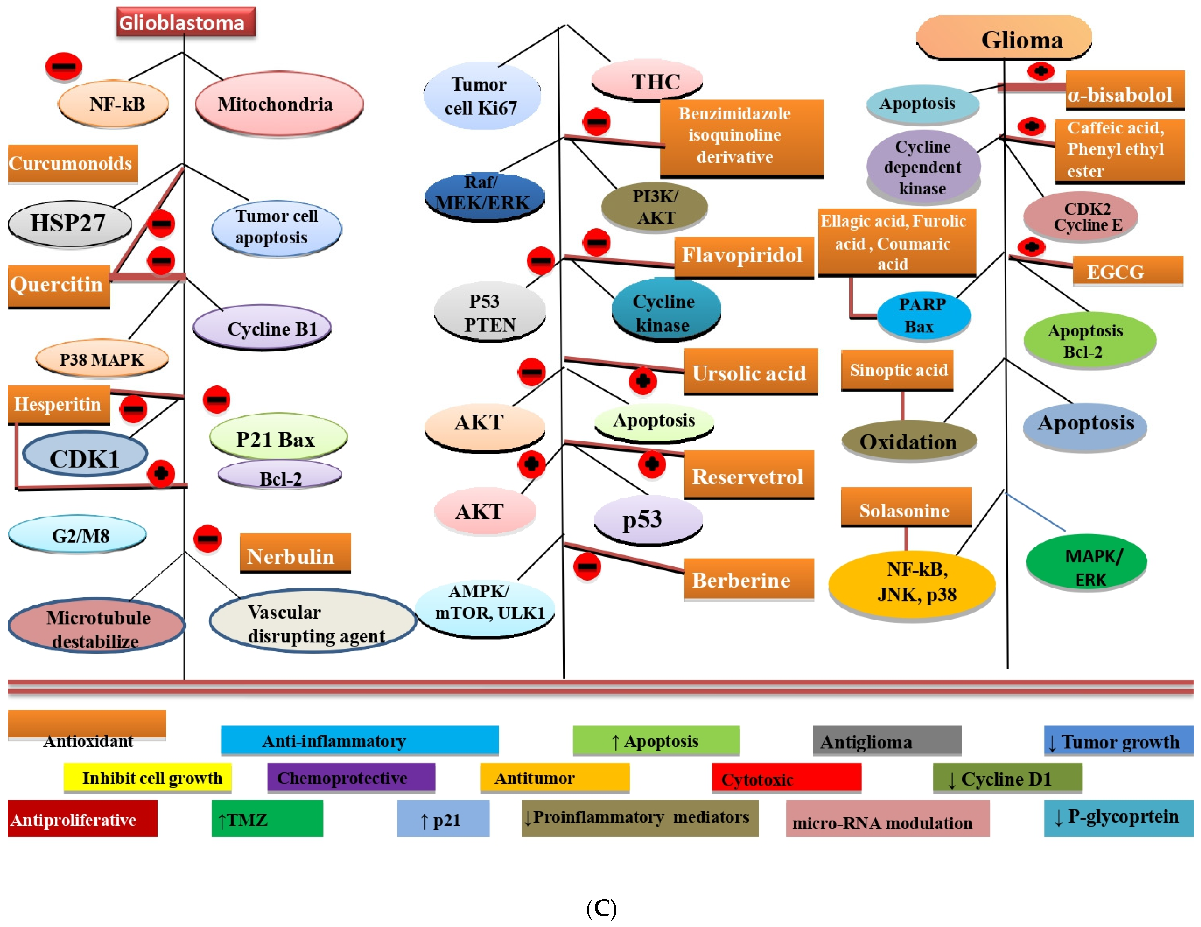 Sadaf Kanwal Sex Hd - Molecules | Free Full-Text | Involvement of Phytochemical-Encapsulated  Nanoparticles’ Interaction with Cellular Signalling in the  Amelioration of Benign and Malignant Brain Tumours