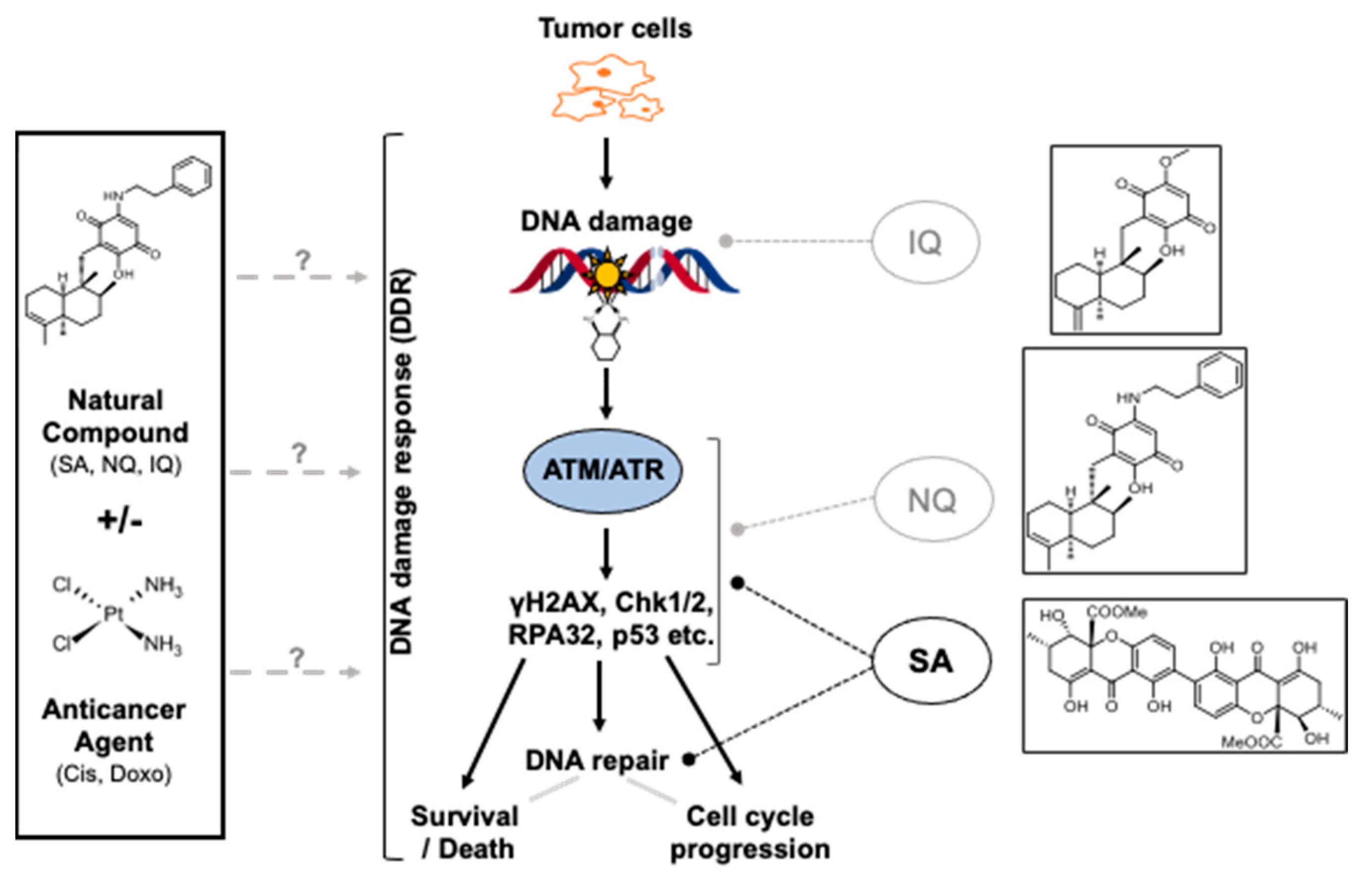 Molecules 27 03567 g008 Molecules 27 03567 g008