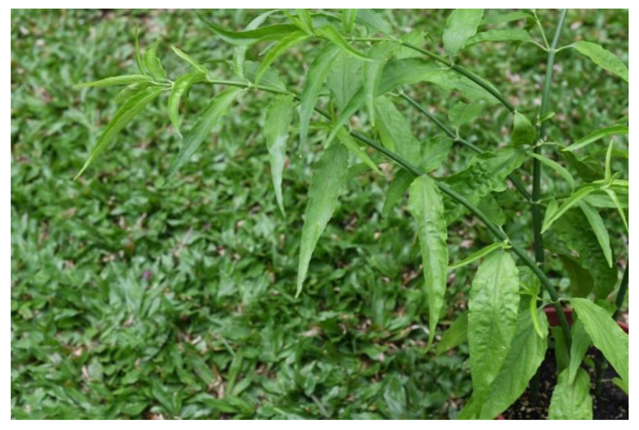 Molecules | Free Full-Text | Anti-Inflammatory Effects of Phytochemical  Components of Clinacanthus nutans