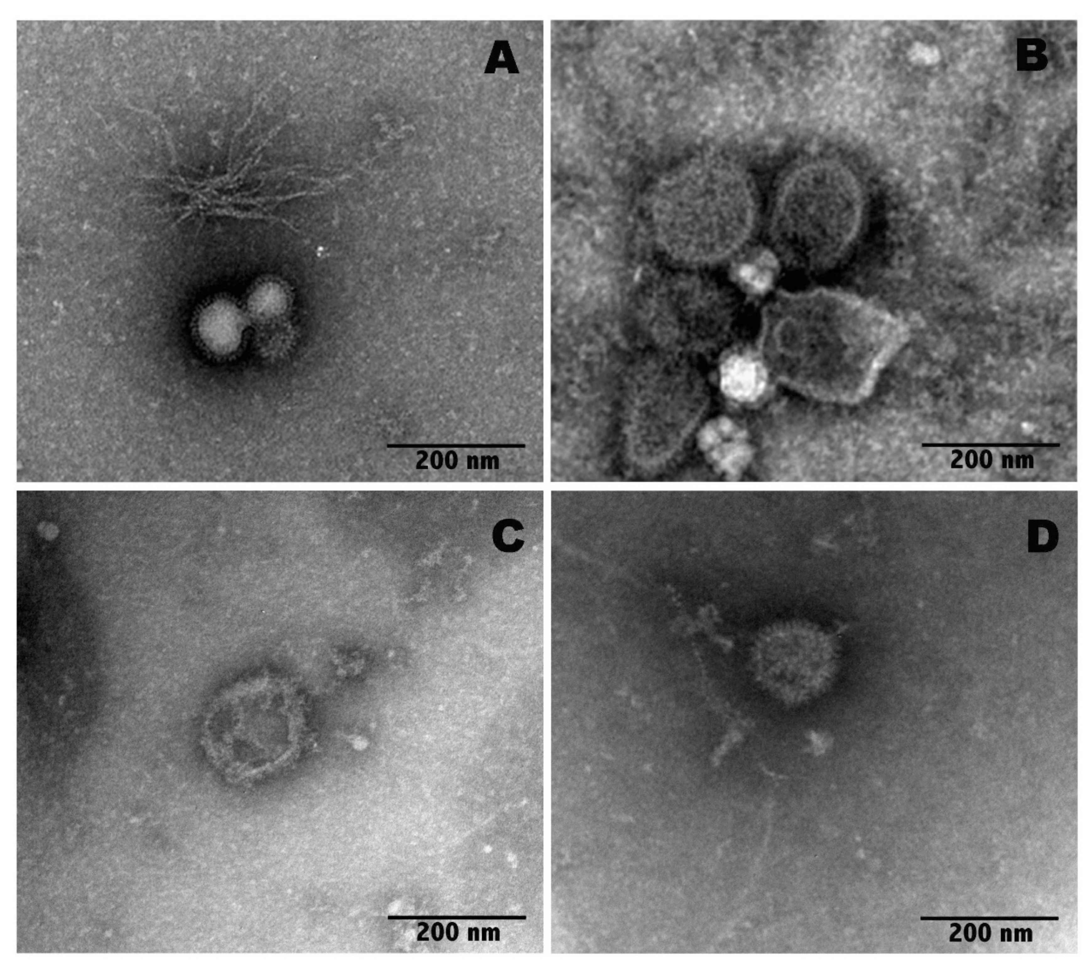Molecules 27 03718 g004