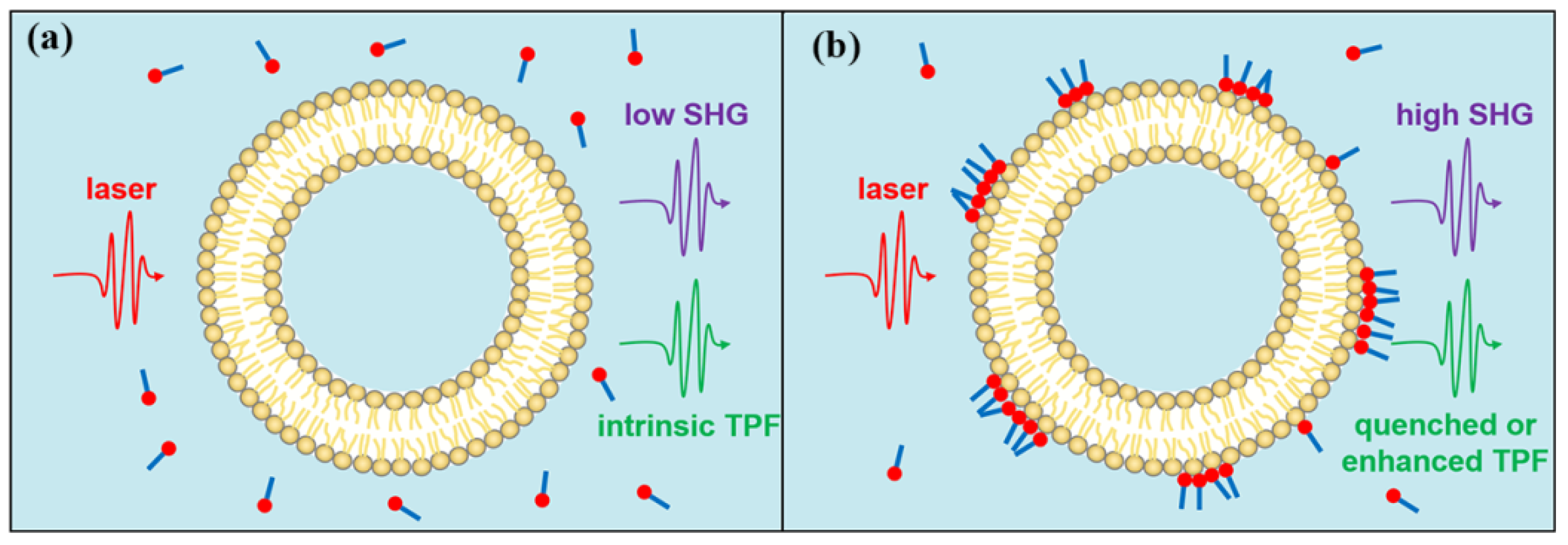 Molecules 27 03778 g001