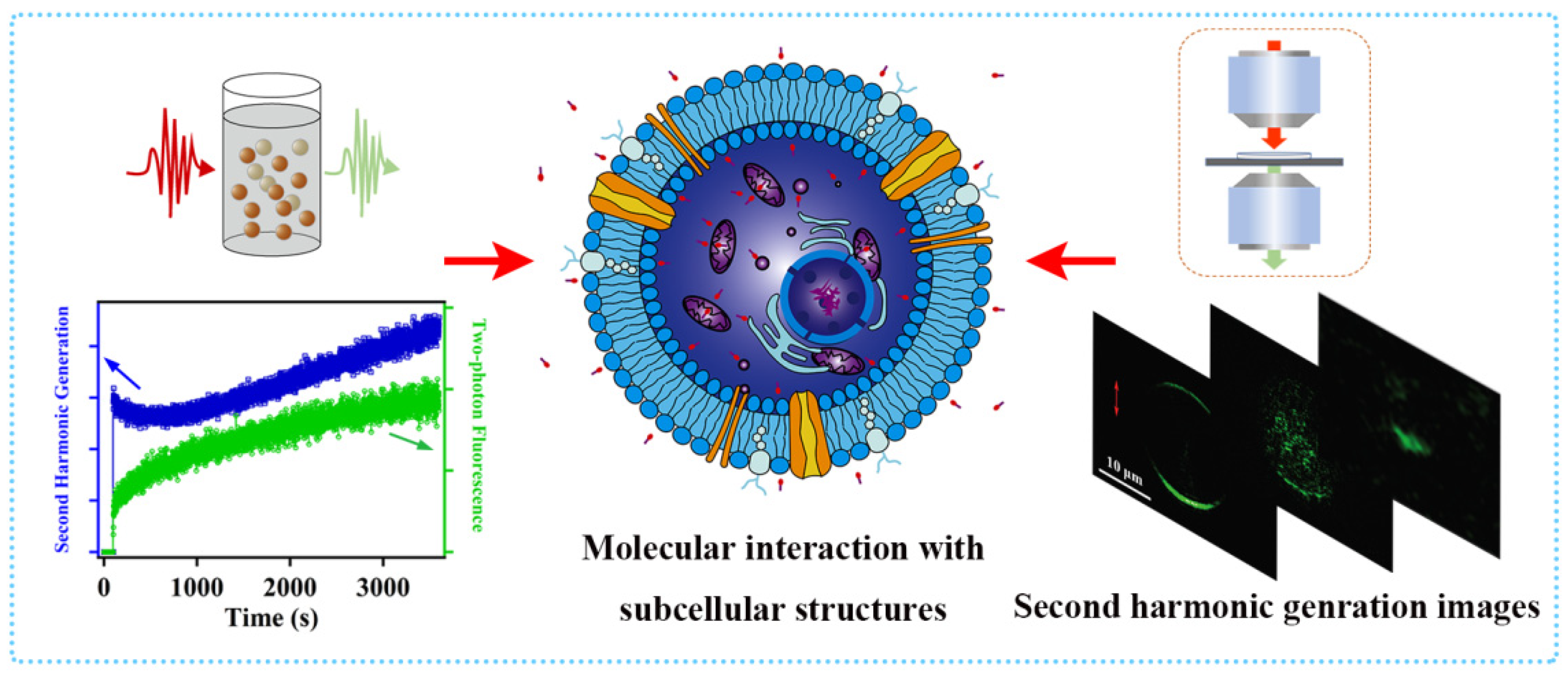 Molecules 27 03778 g017