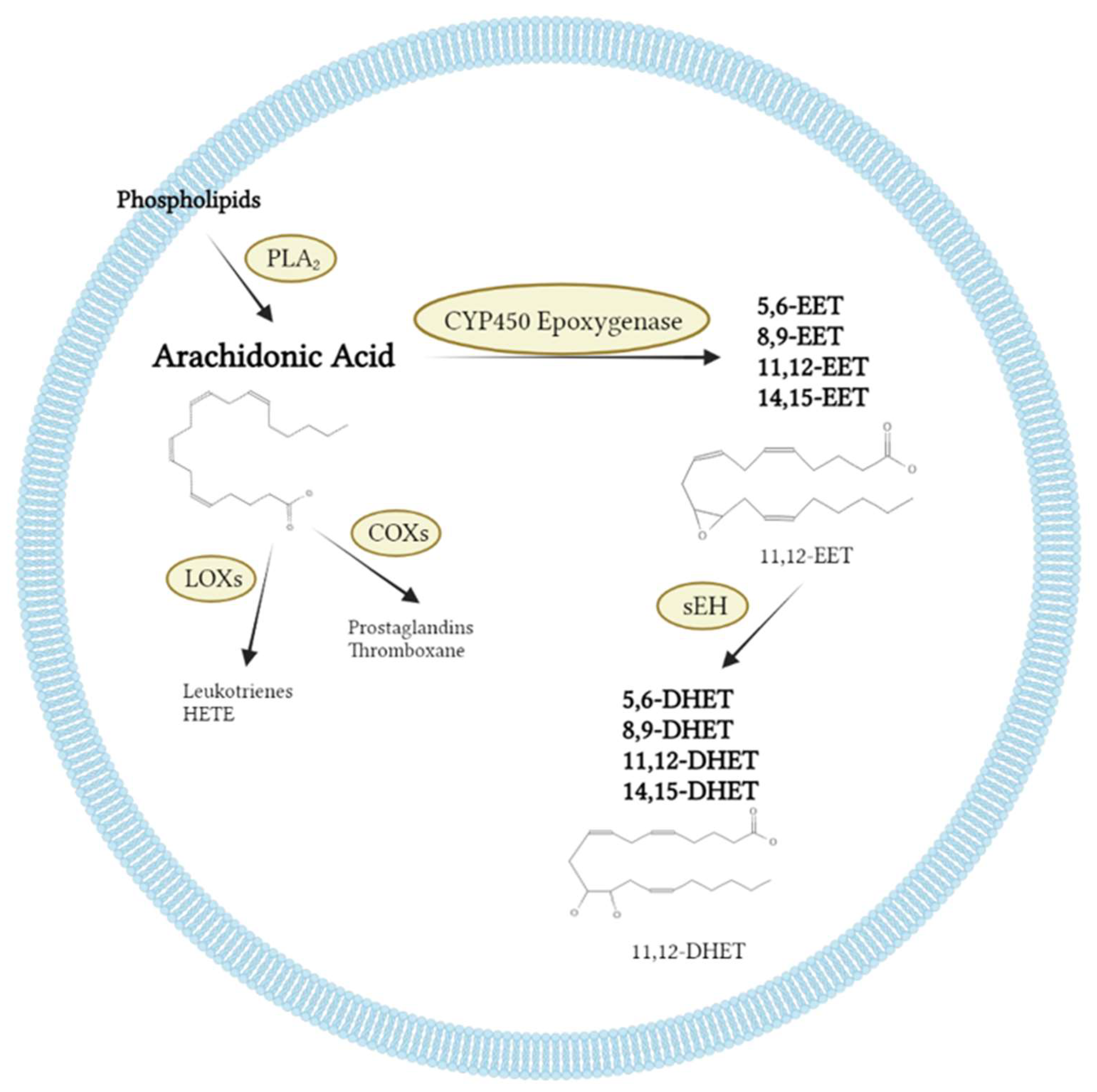 Full article: Acute arsenic toxicity alters cytochrome P450 and soluble  epoxide hydrolase and their associated arachidonic acid metabolism in  C57Bl/6 mouse heart