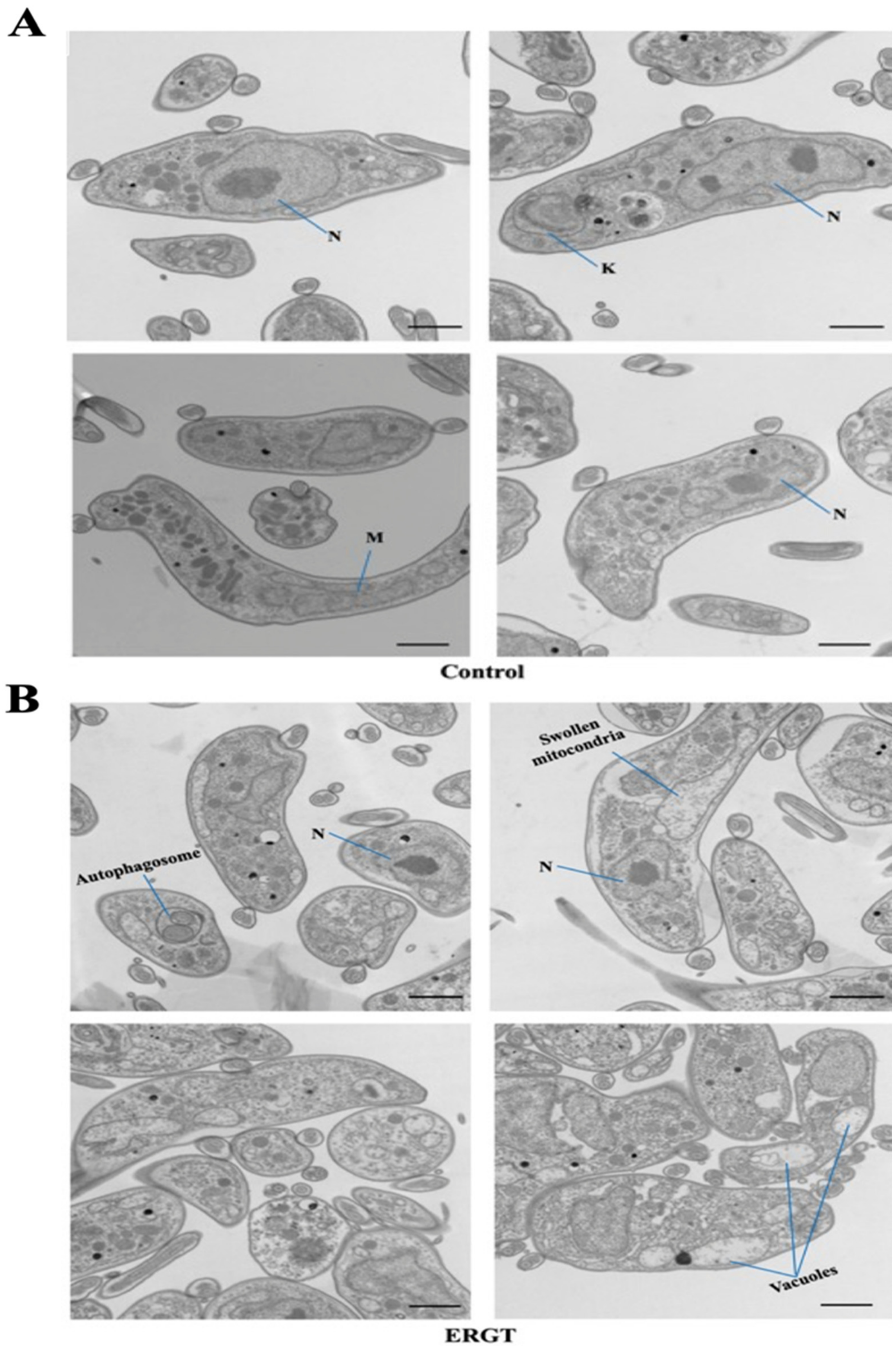 Molecules 27 04088 g004