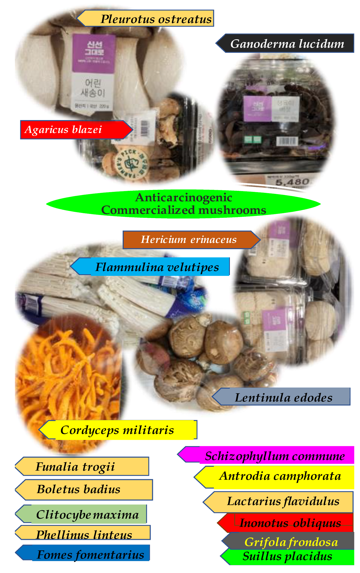 Molecules 27 04090 g001