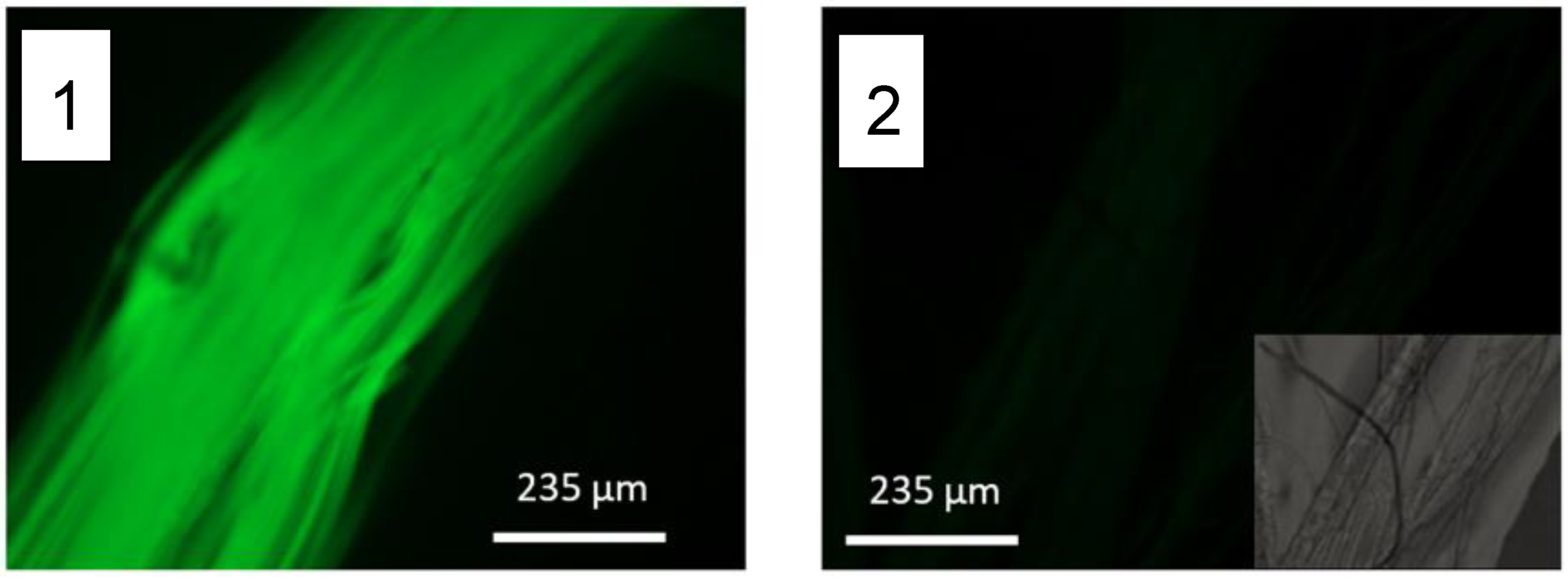 Molecules 27 04146 g004