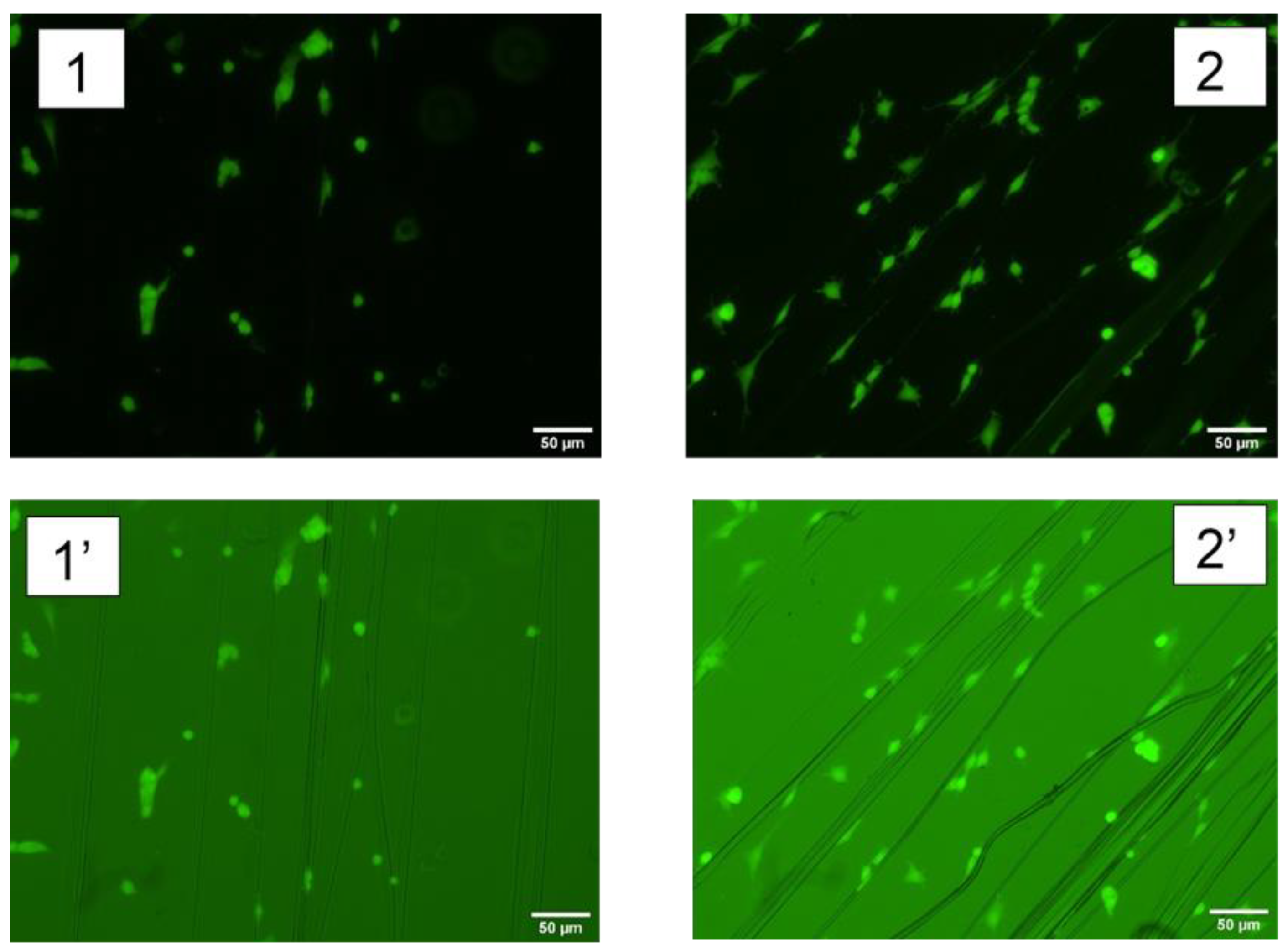 Molecules 27 04146 g006