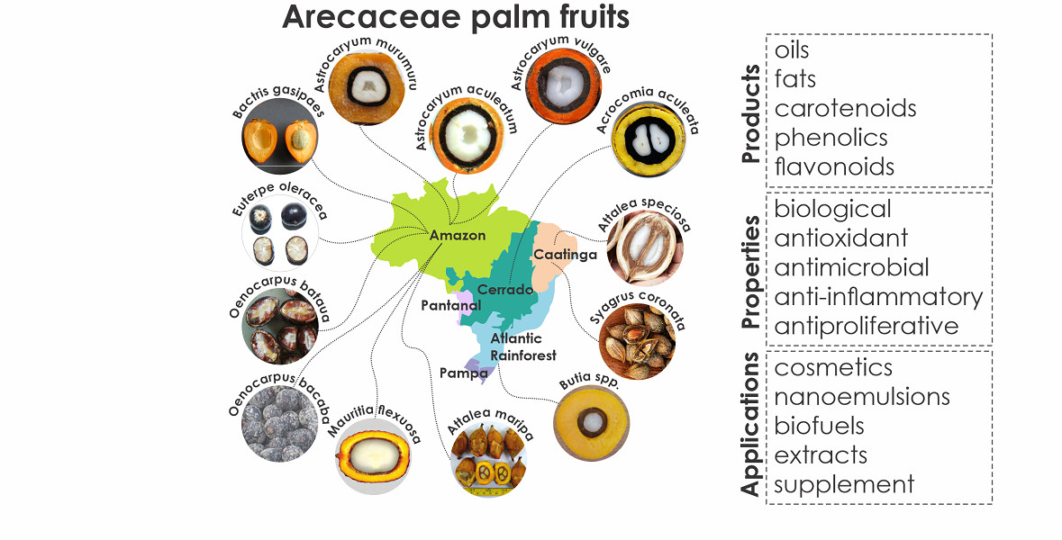 Molecules | Free Full-Text | Emerging Lipids from Arecaceae Palm Fruits in  Brazil | HTML