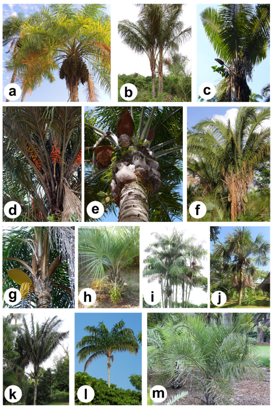 Molecules | Free Full-Text | Emerging Lipids from Arecaceae Palm Fruits in  Brazil