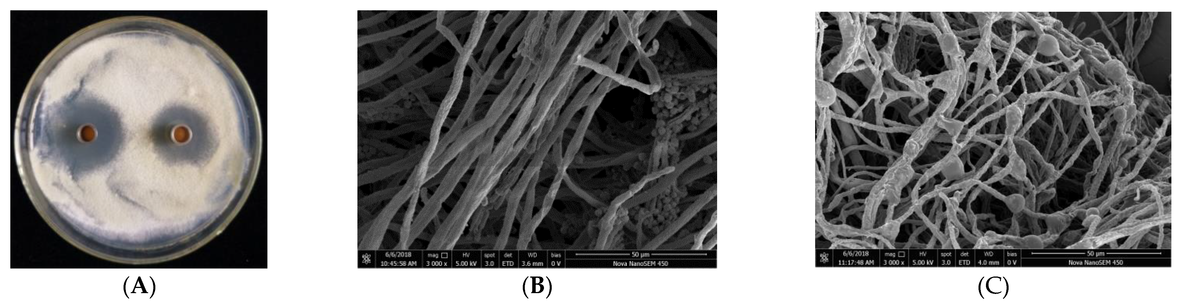 Molecules 27 04259 g002 Molecules 27 04259 g002