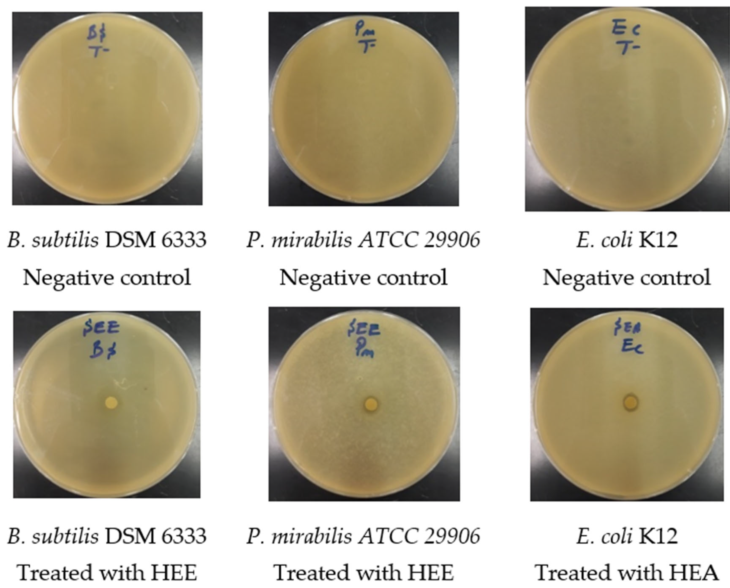 Molecules 27 04322 g006