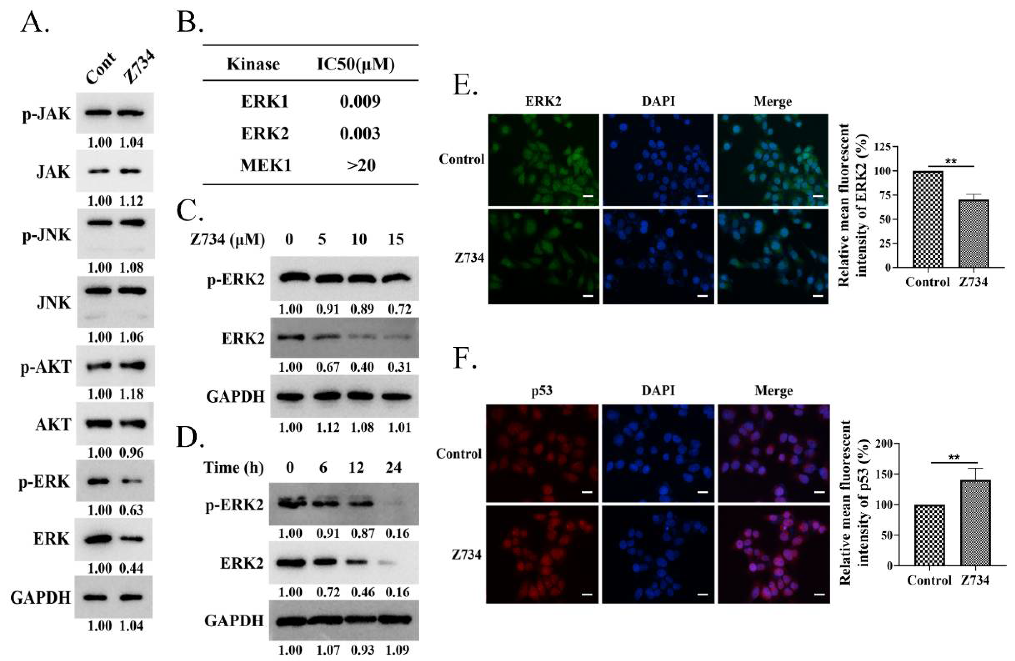 Molecules | Free Full-Text | A Novel ERK2 Degrader Z734 Induces 