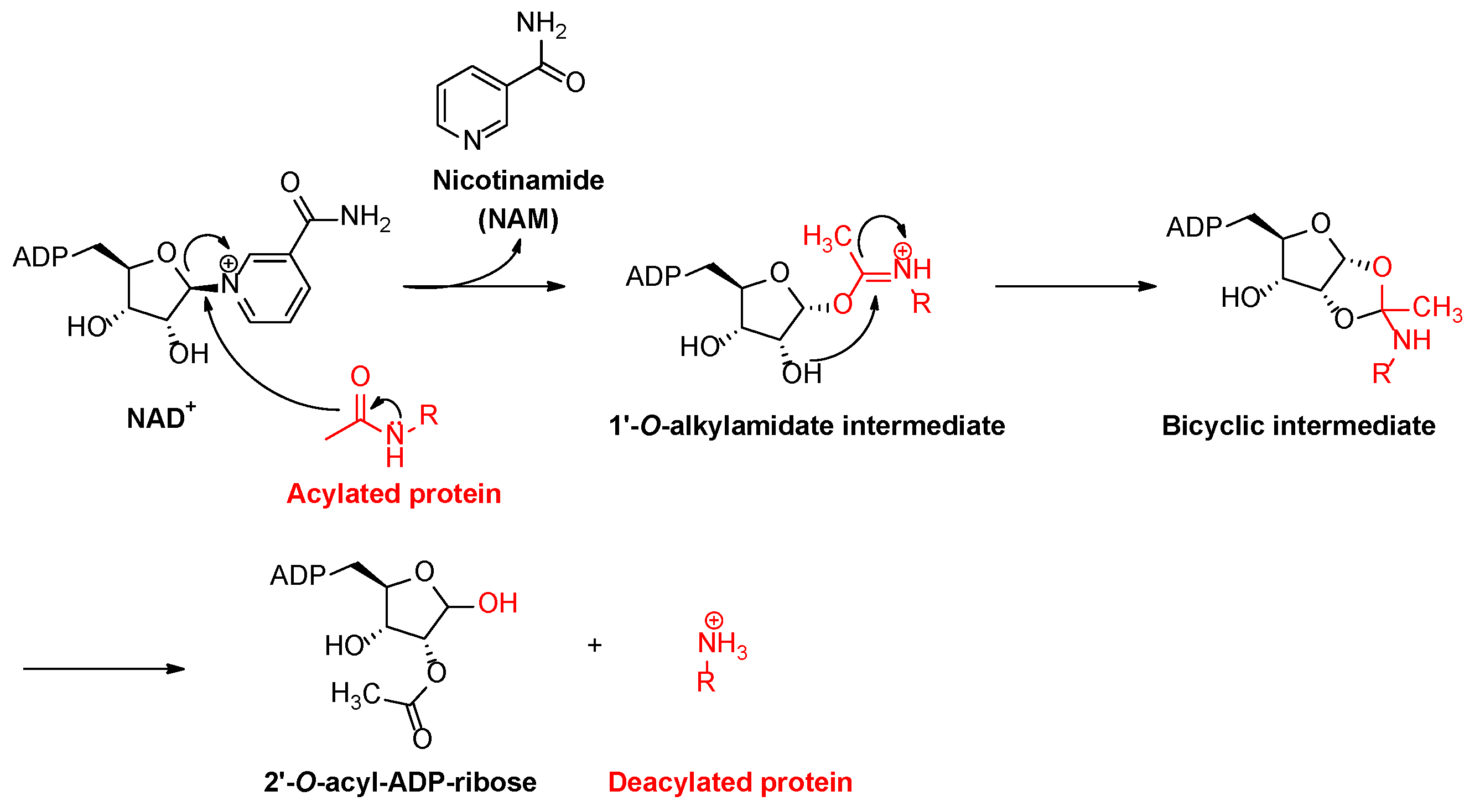 Molecules 27 04449 sch001 Molecules 27 04449 sch001