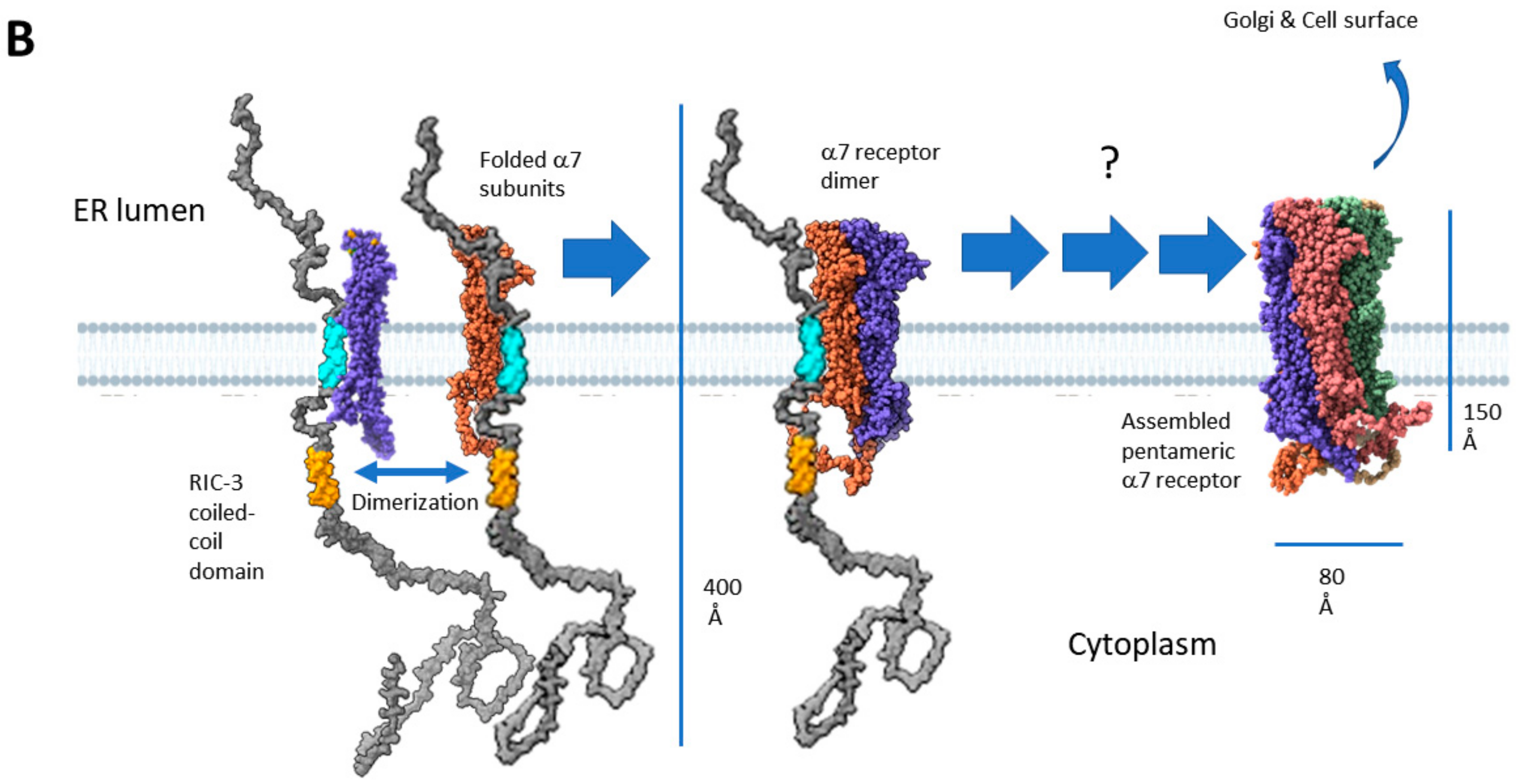 Molecules 27 04527 g006b