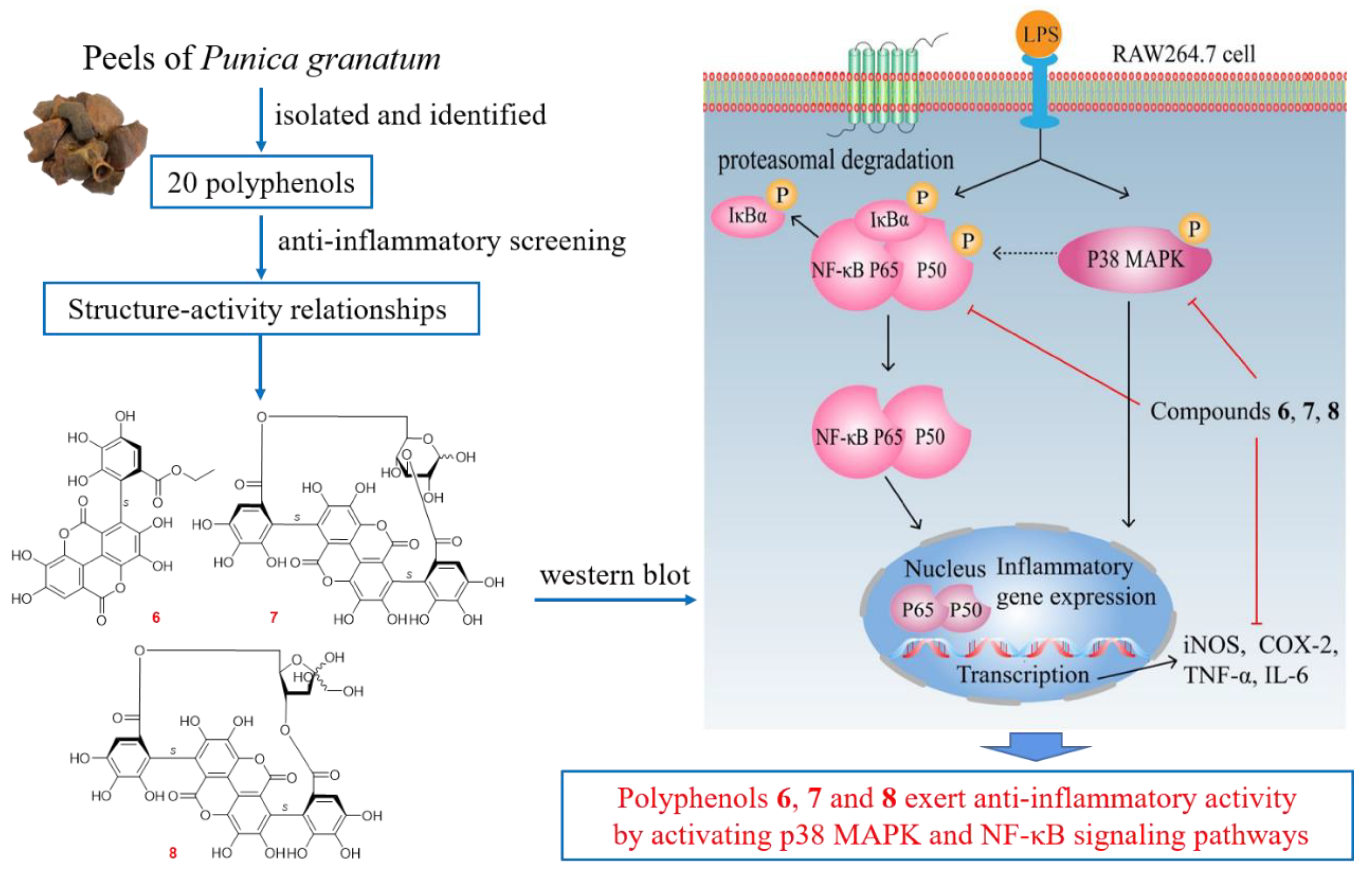 Molecules 27 04622 g005