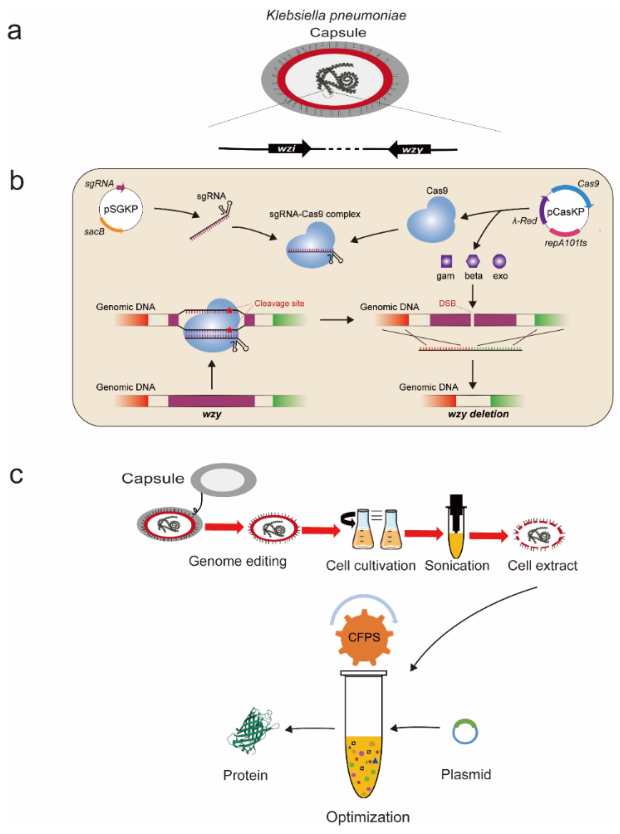 Enhancing the capability of Klebsiella pneumoniae to produce 1,  3‐propanediol by overexpression and regulation through CRISPR‐dCas9 - Wang  - 2022 - Microbial Biotechnology - Wiley Online Library