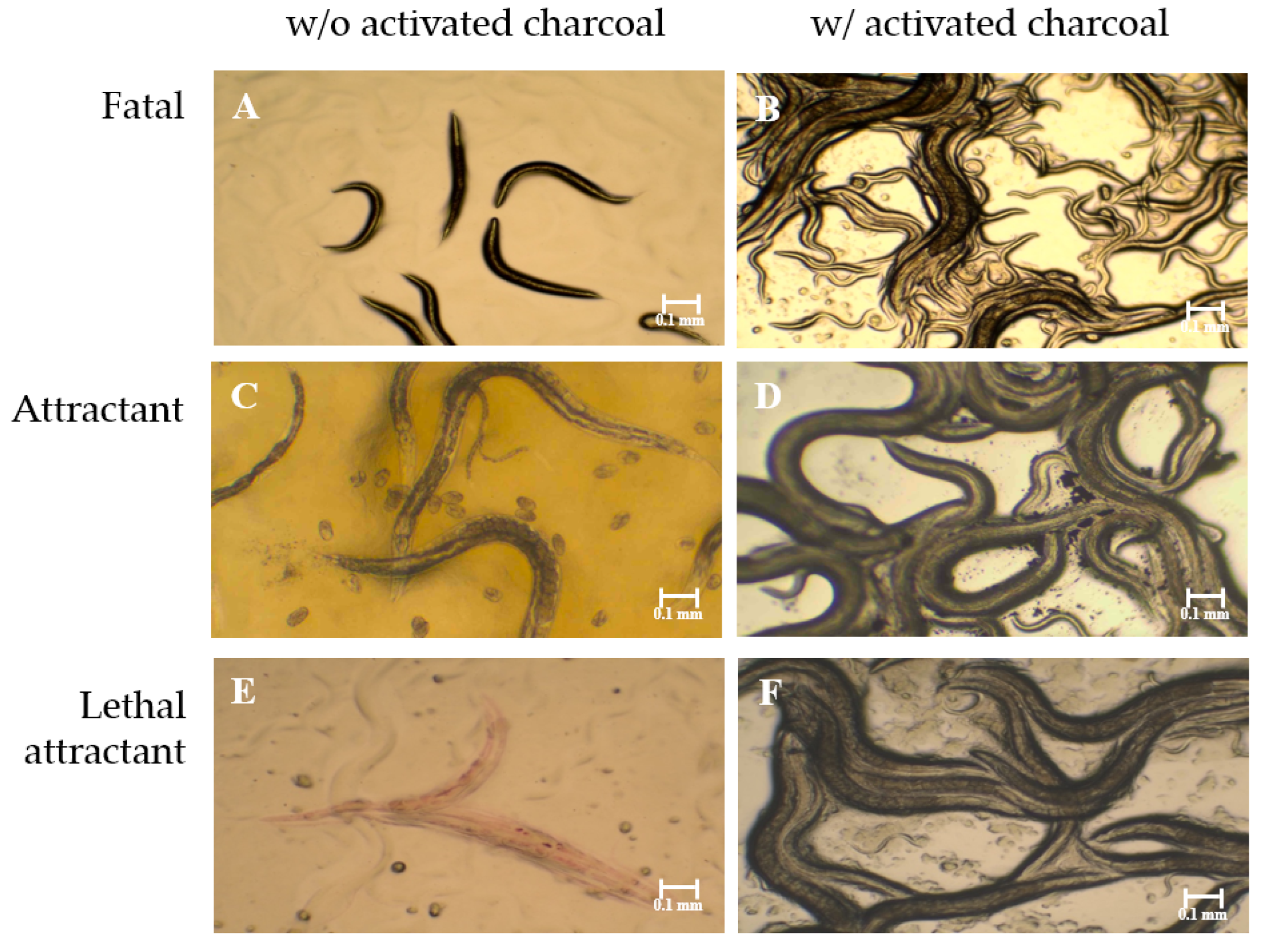 Molecules Free Full Text Fumigant Activity of Bacterial