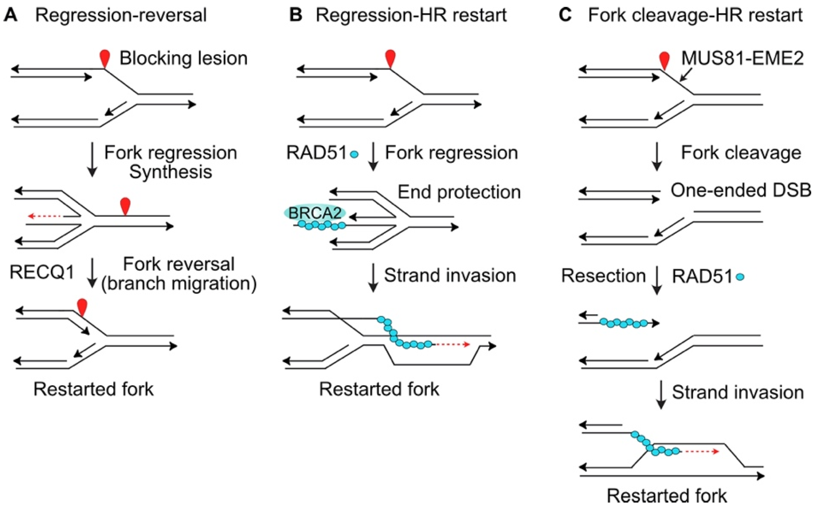 Replication factor. DNA Replication fork. Create start mechanism.