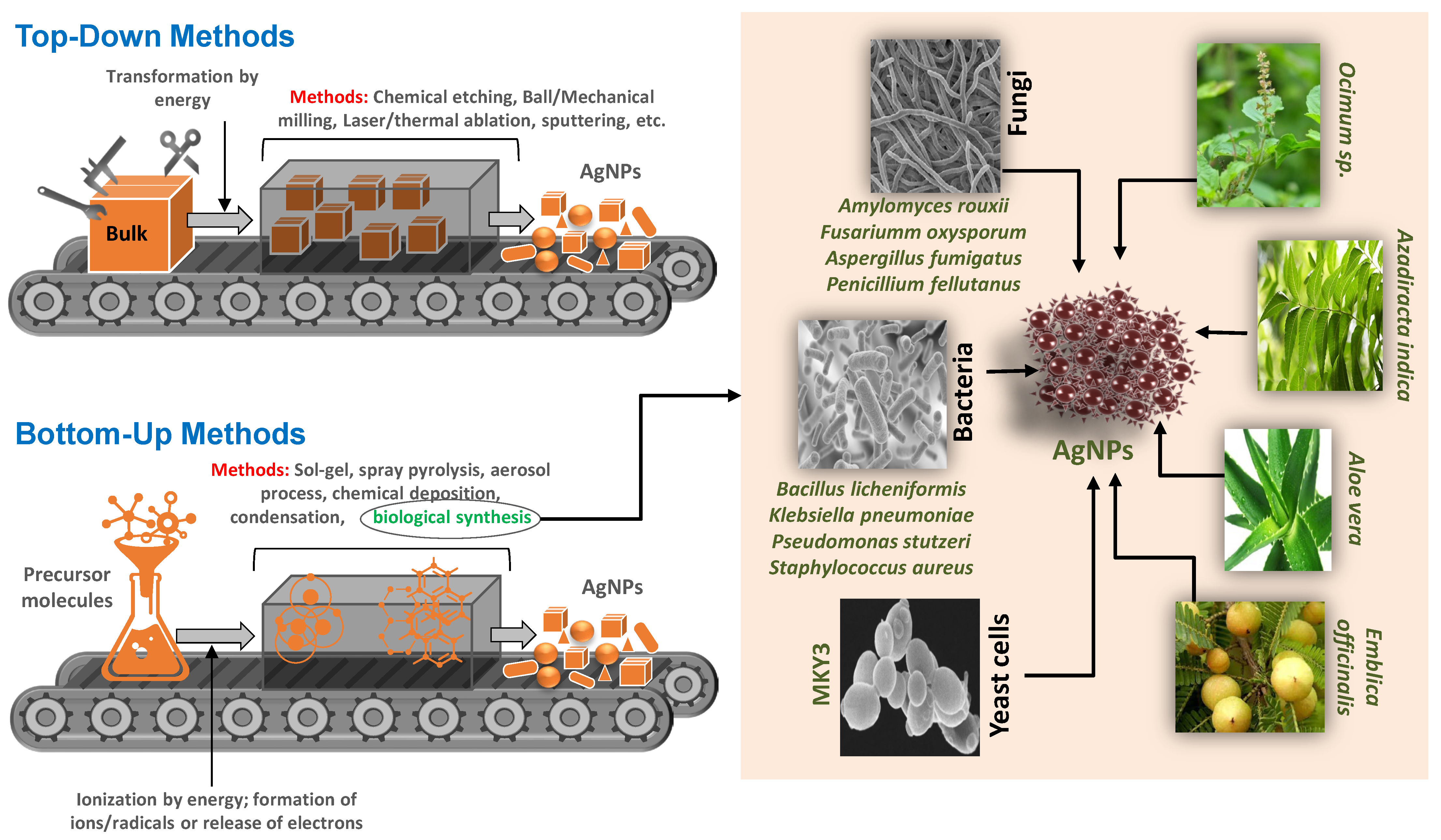 Molecules 27 04754 g001