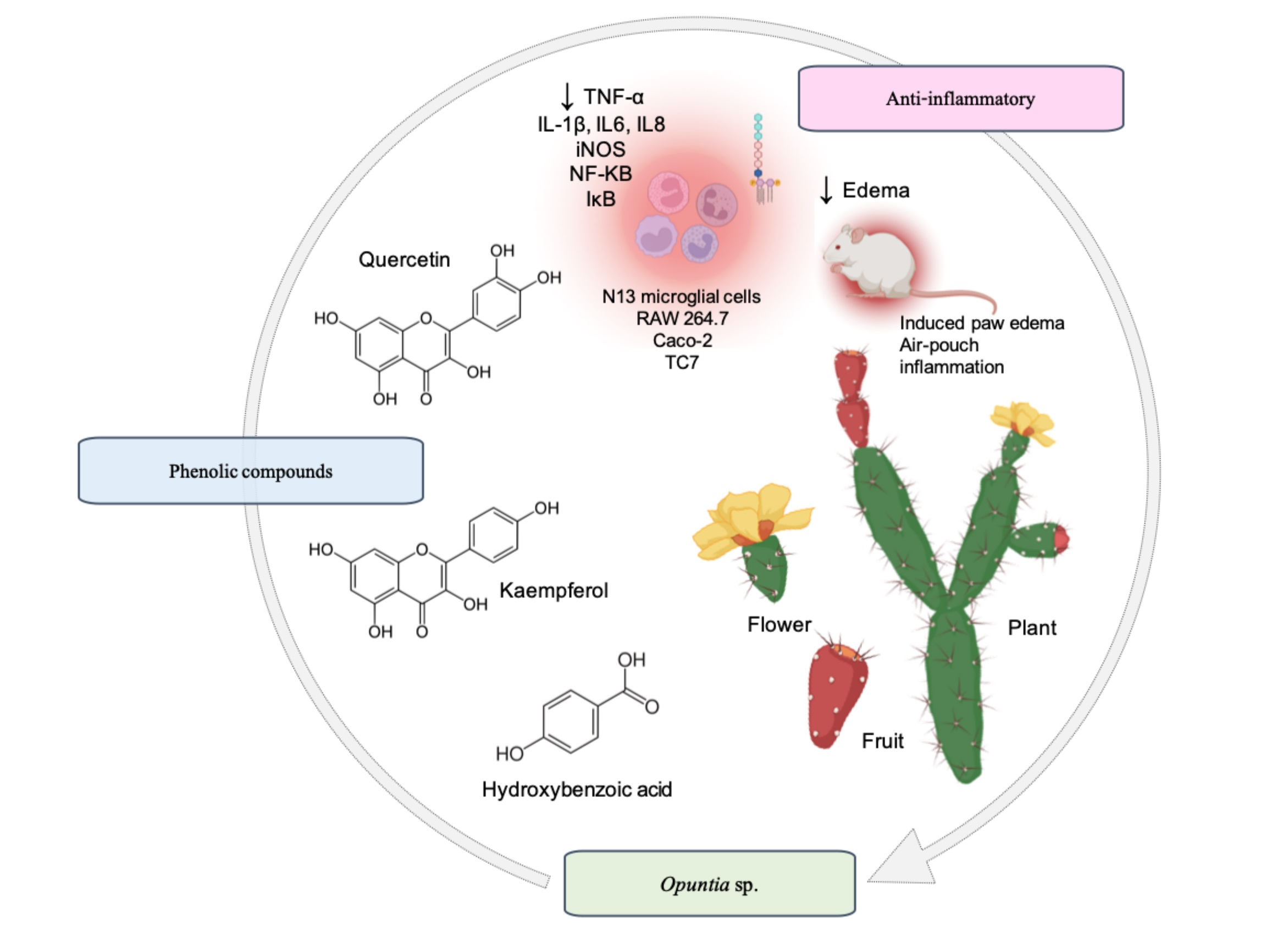 Molecules Free Full Text Phenolic Compounds Rsquo Occurrence In Opuntia Species And Their Role In The Inflammatory Process A Review