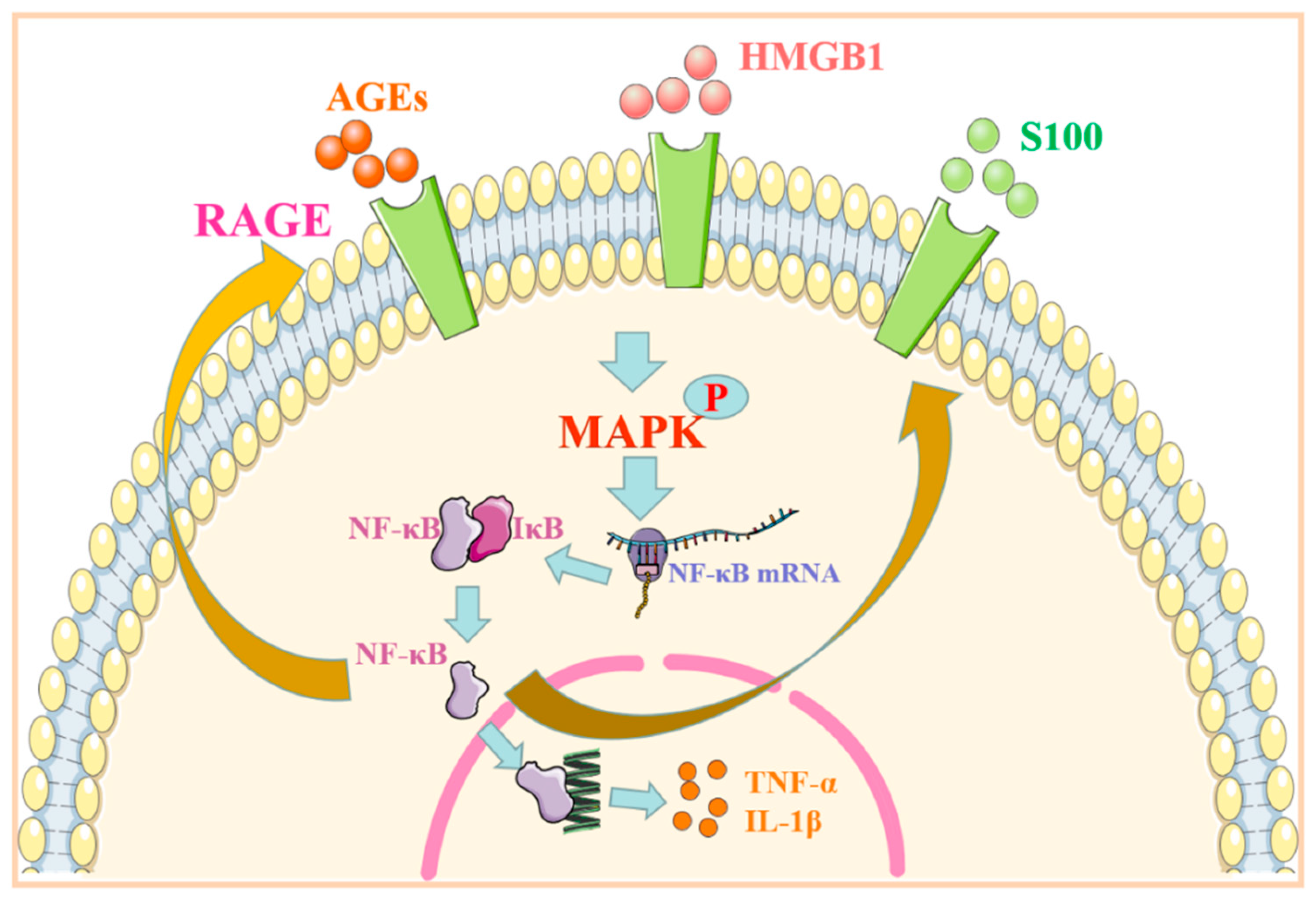 Molecules | Free Full-Text | Receptor For Advanced Glycation End ...