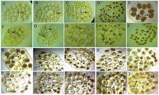 blastula humana