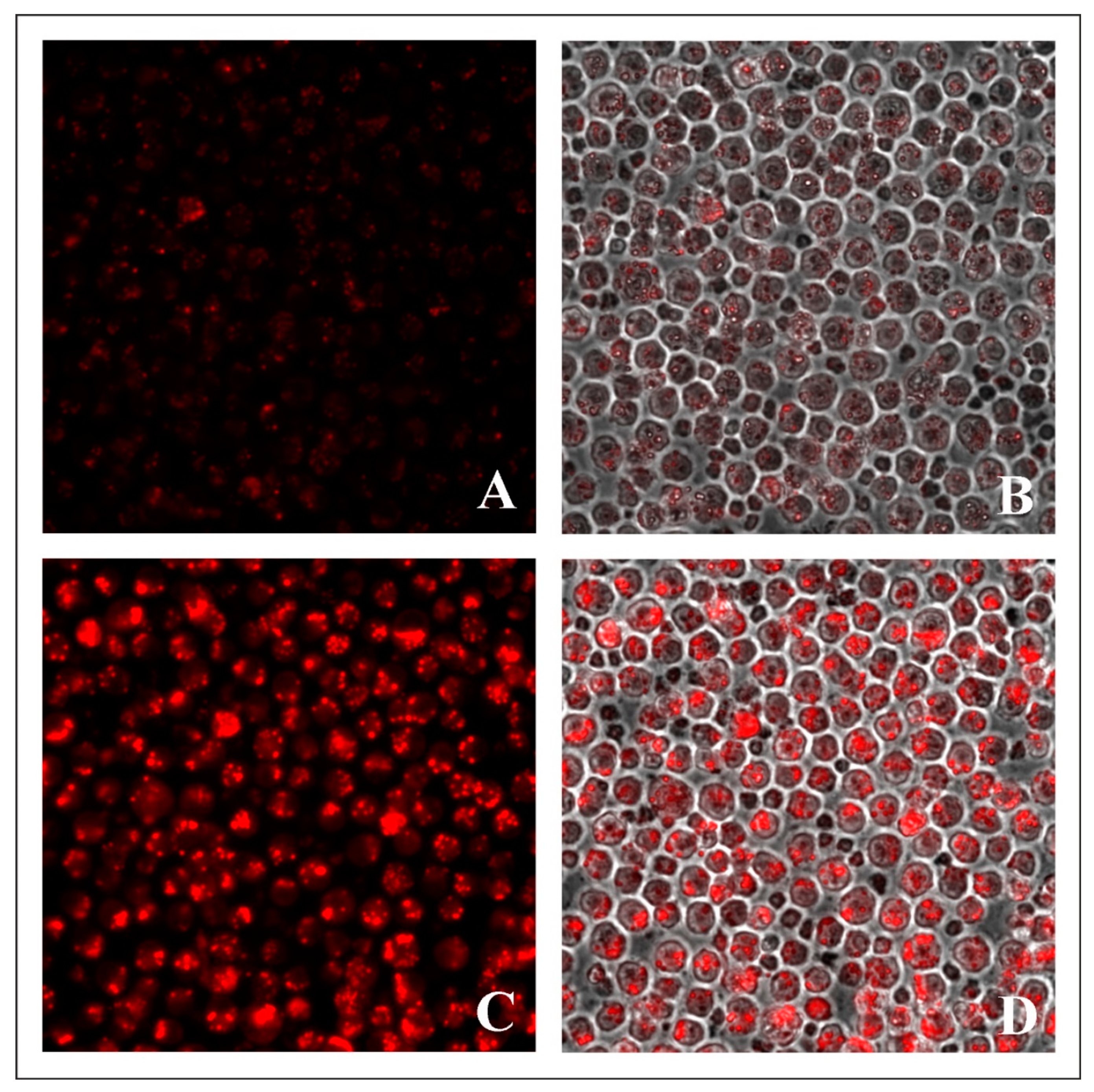Molecules 27 05018 g008