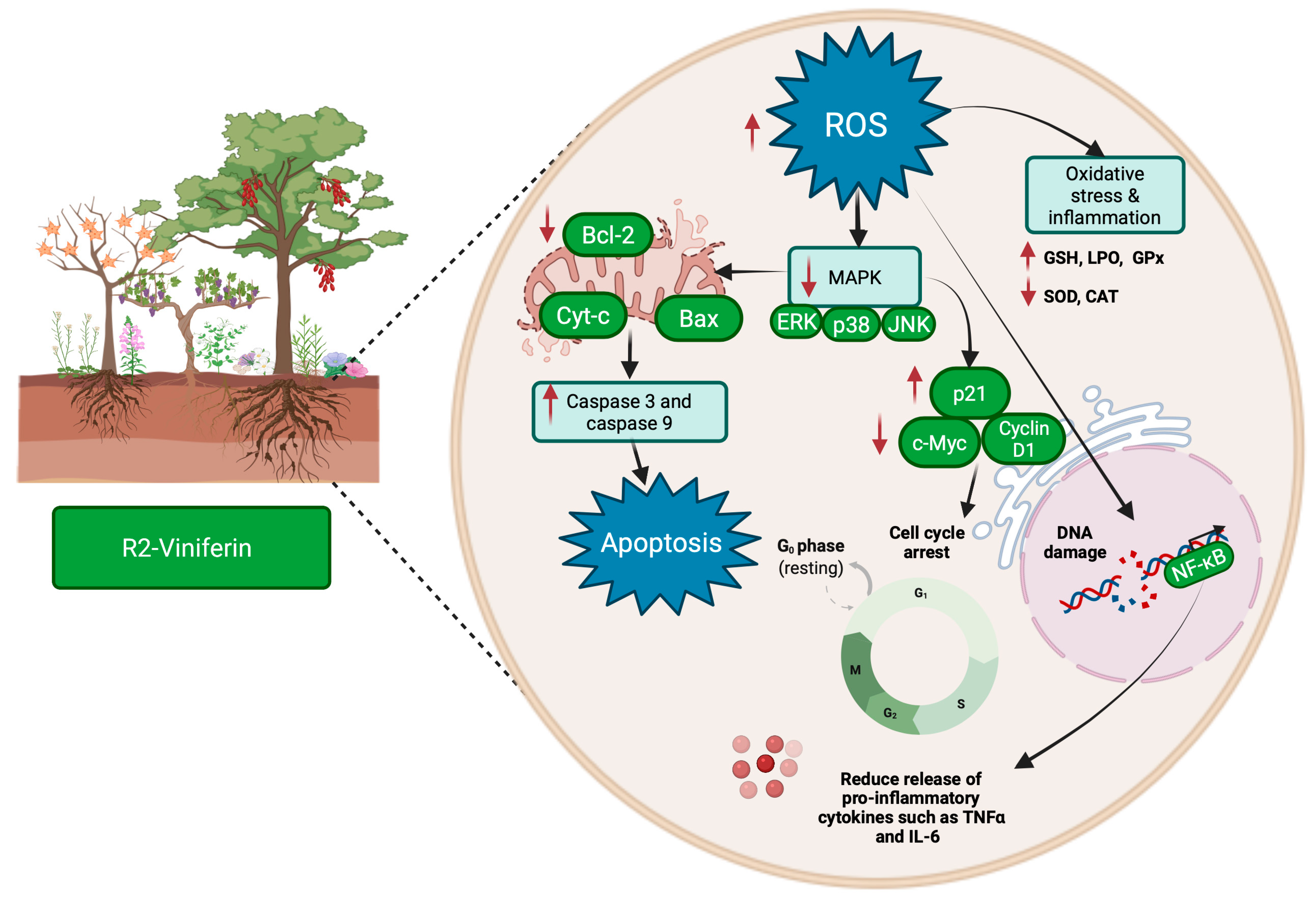 Molecules 27 05072 g004