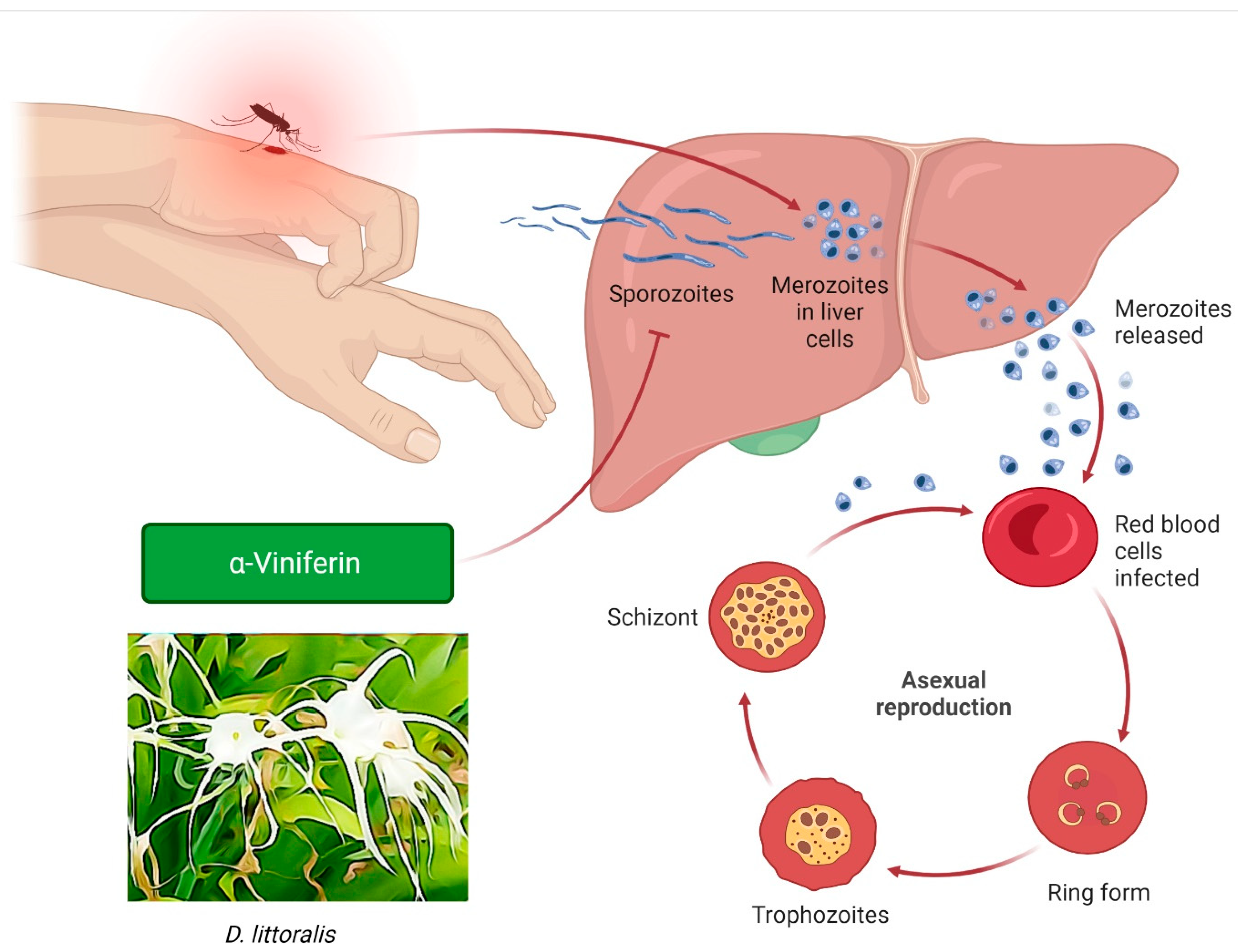 Molecules 27 05072 g006