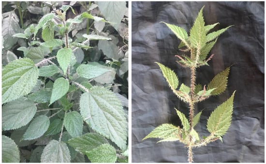 Research explores potential of nettle as a functional food