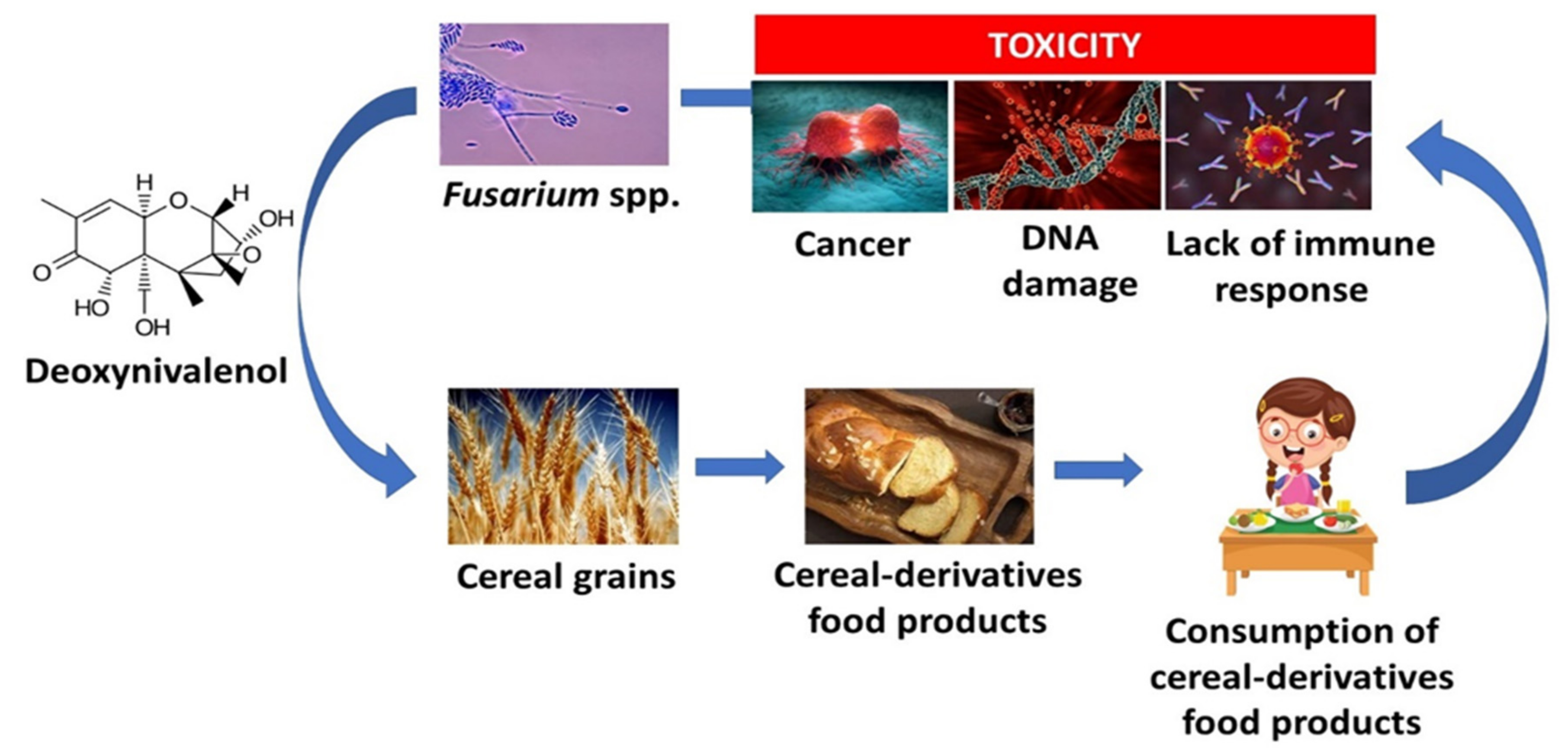 Molecules | Free Full-Text | Chemical Contamination in Bread from Food  Processing and Its Environmental Origin