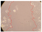 Molecules 27 05760 i003