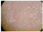 Molecules 27 05760 i005