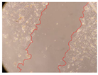 Molecules 27 05760 i006