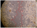 Molecules 27 05760 i009