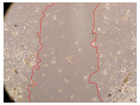Molecules 27 05760 i023