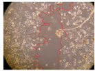 Molecules 27 05760 i025