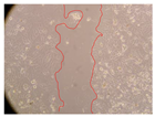 Molecules 27 05760 i040