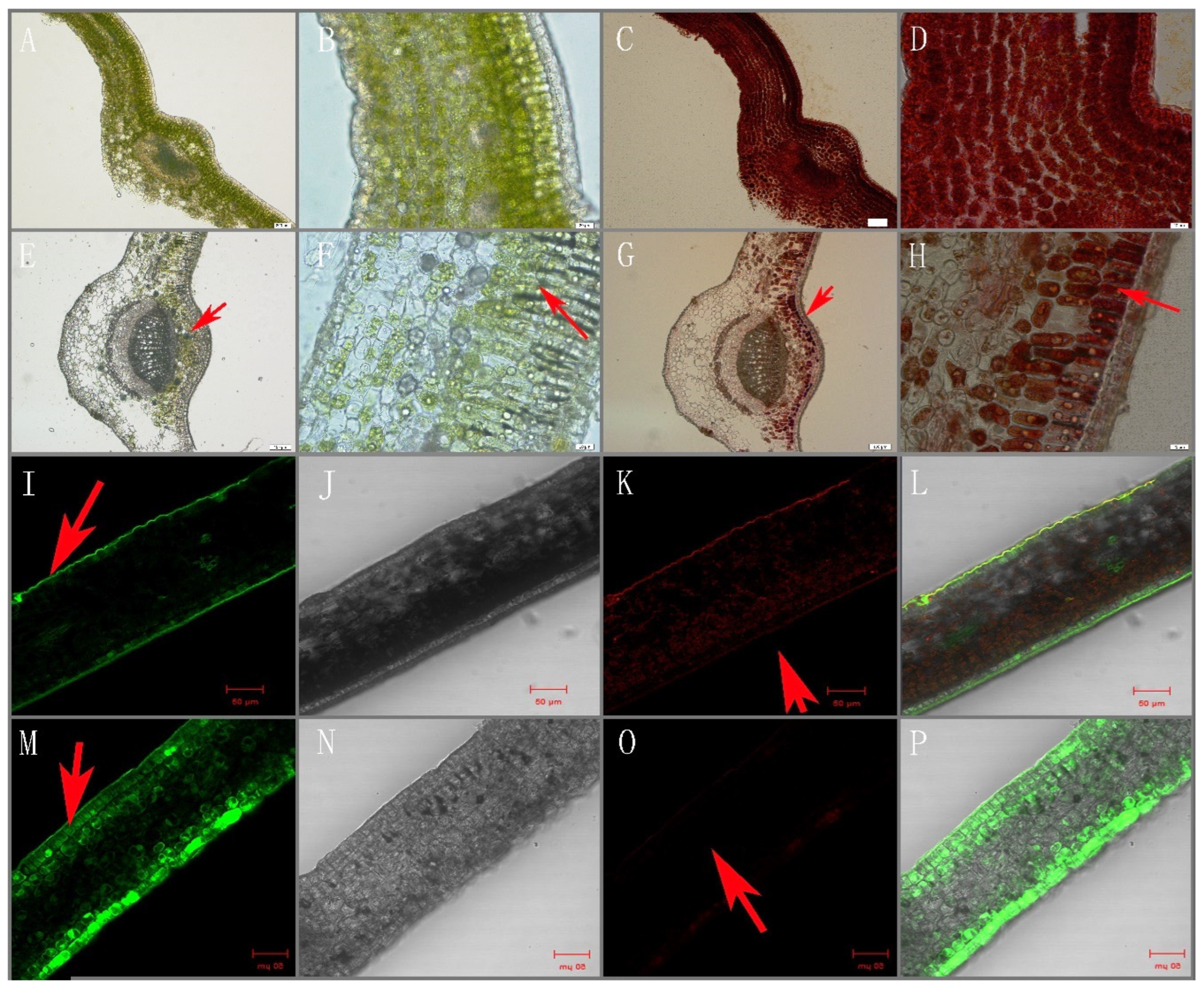 Molecules 27 05792 g005
