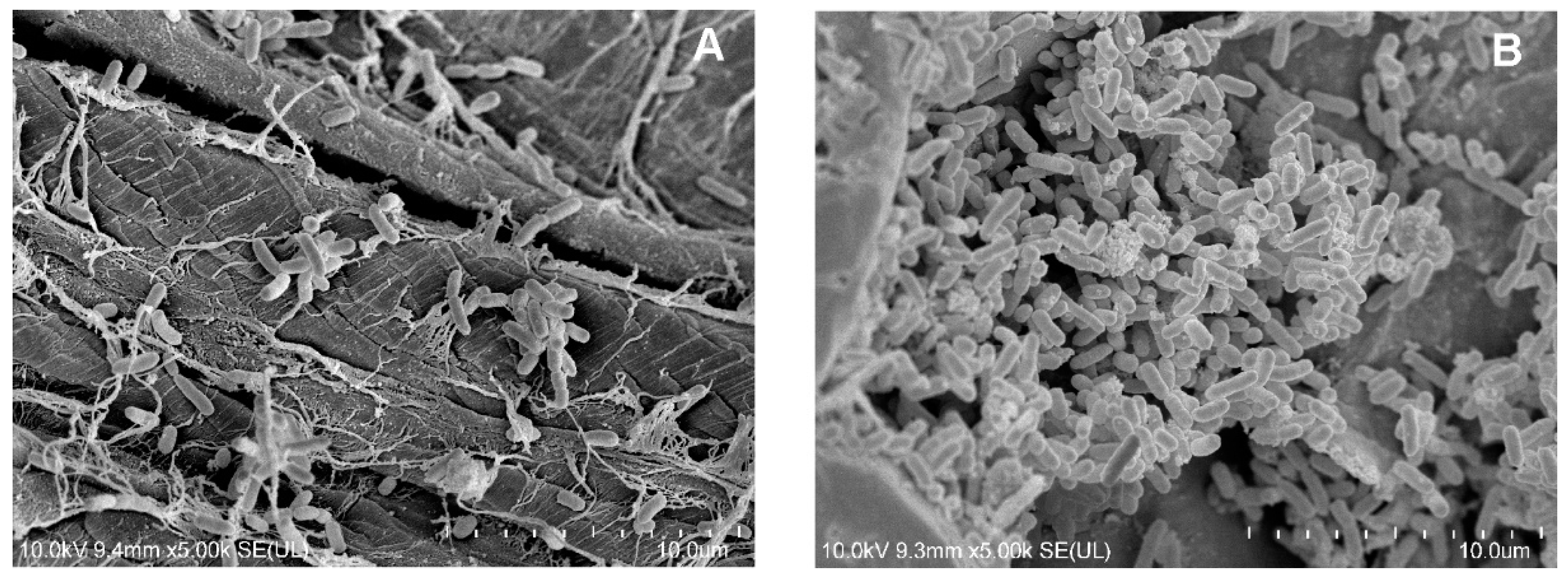 Molecules 27 05795 g006 Molecules 27 05795 g006