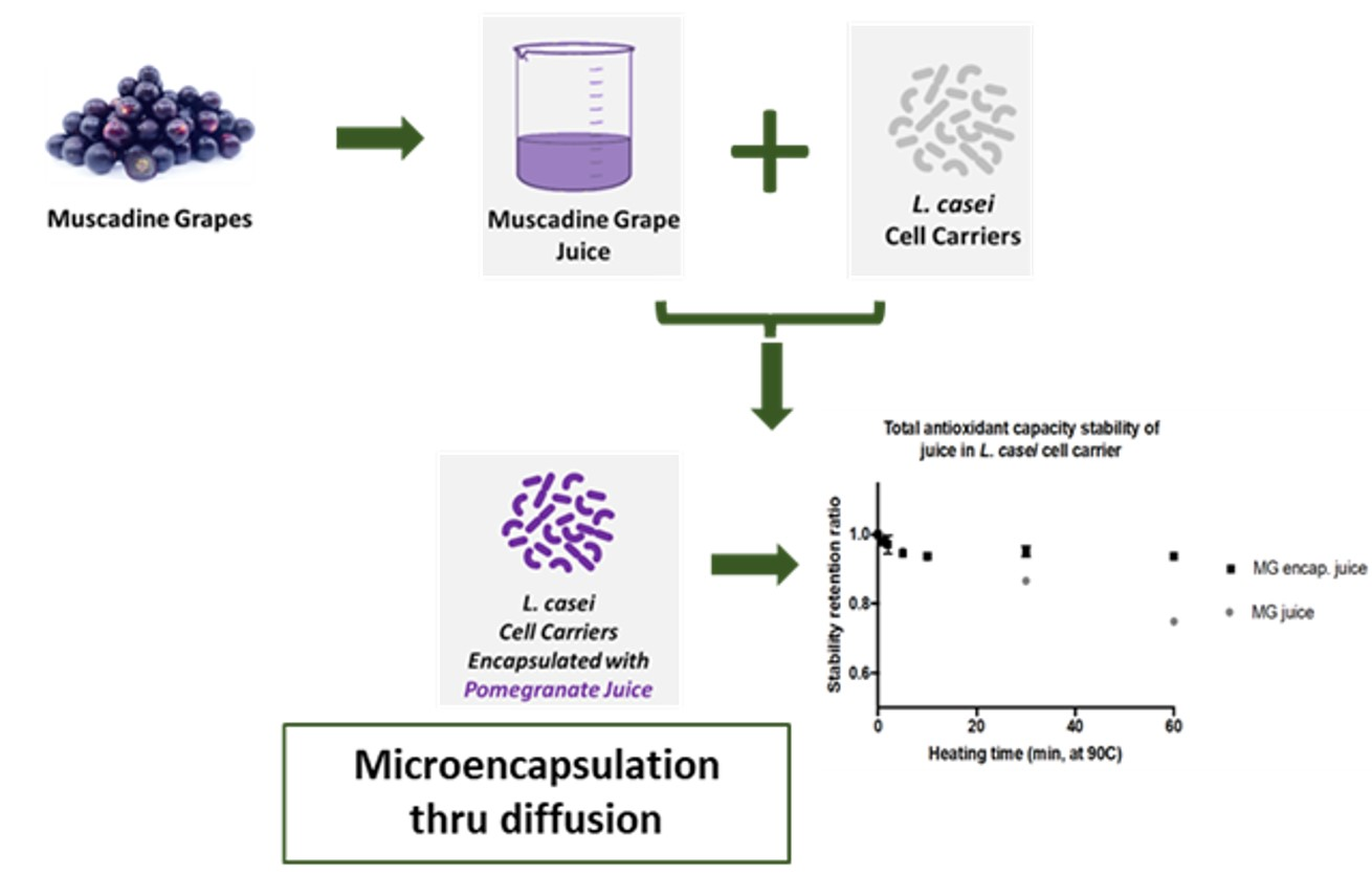 Molecules Free Full Text Lactic Acid Bacteria Simultaneously