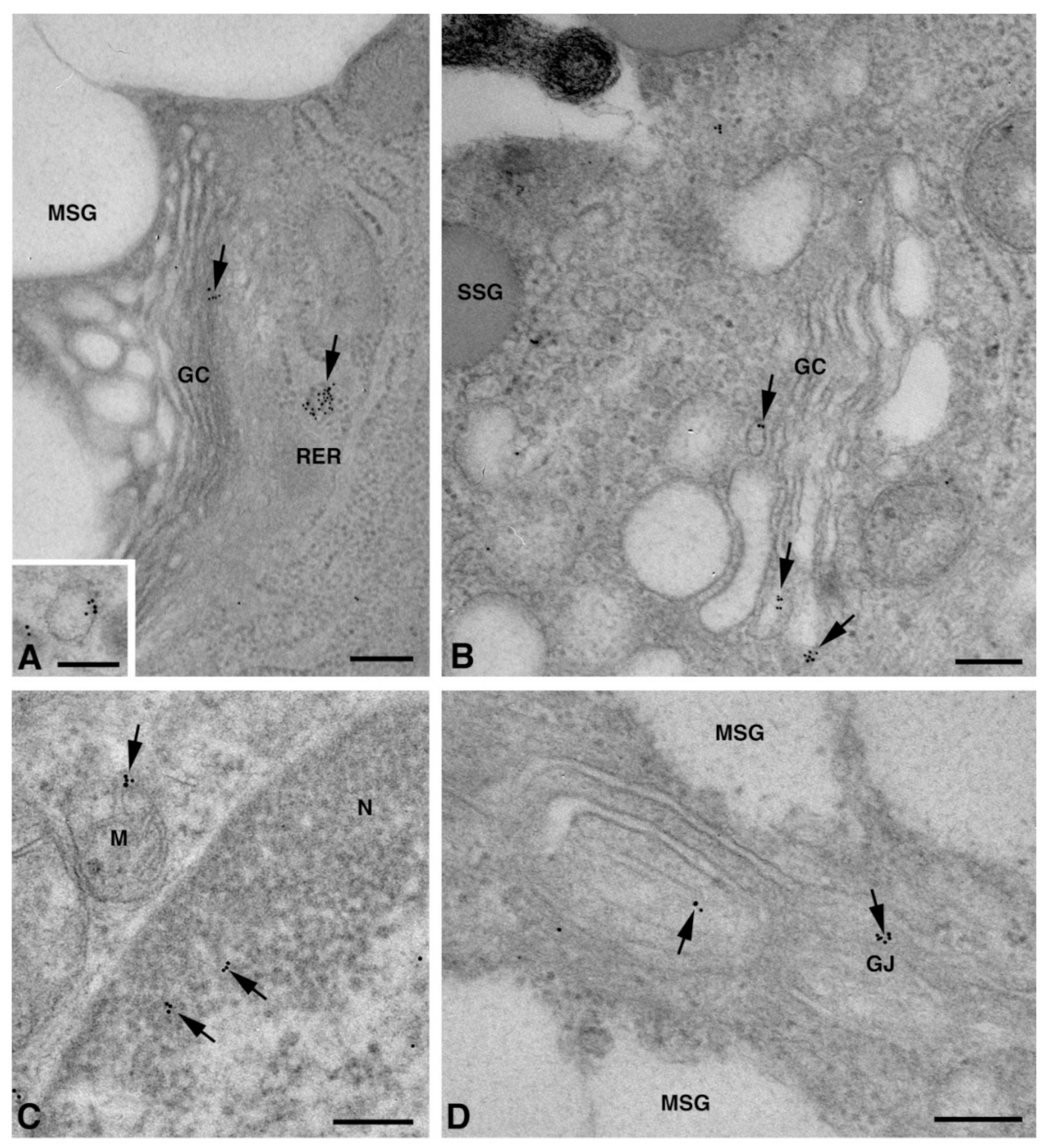 Molecules 27 05926 g005 Molecules 27 05926 g005