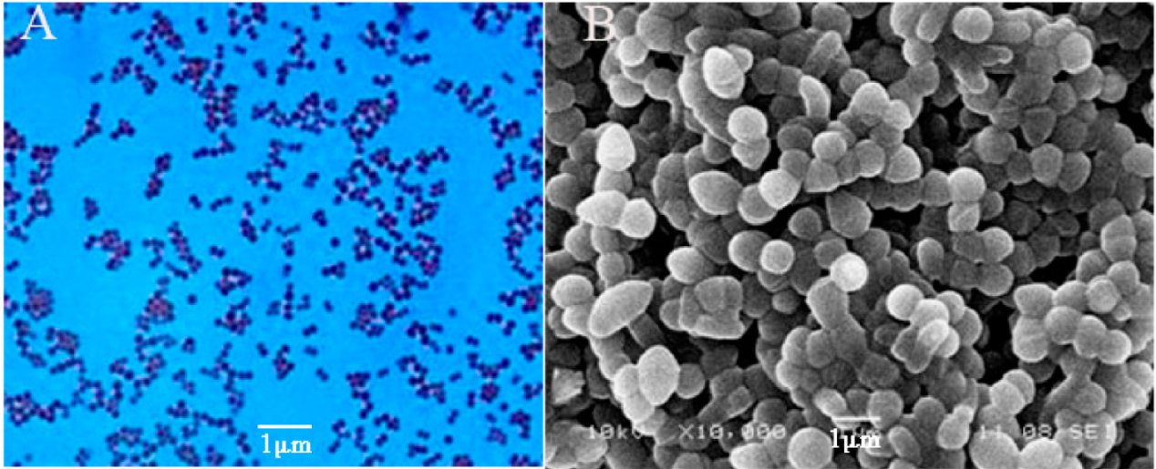 Molecules 27 05942 g002