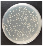 Molecules 27 05953 i001