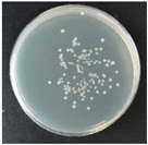 Molecules 27 05953 i003