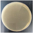 Molecules 27 05953 i004